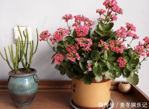 养花浇水顾及到这5个要素，就再也不担心植物缺水落叶掉花