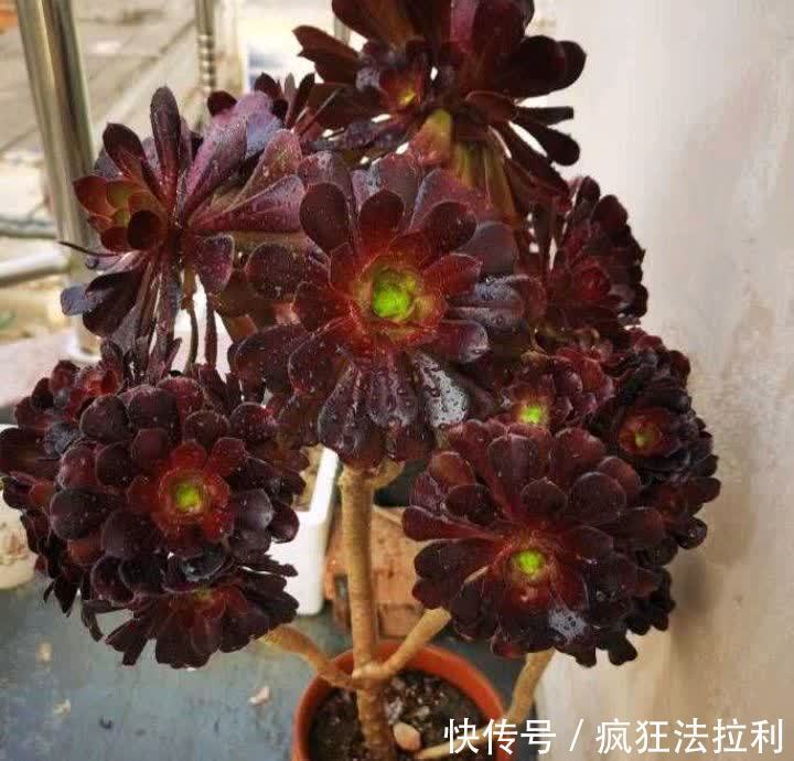 养好多肉法师,记住这2招,长成漂亮茁壮的“手捧花”