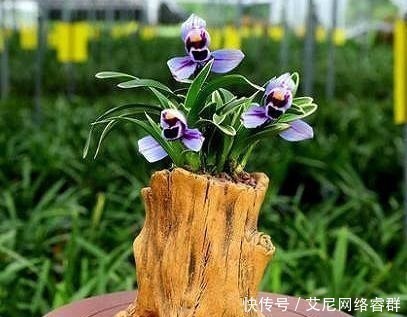 我国最香的花,比桂花香100倍,老公把院子的桂花全都拔光了