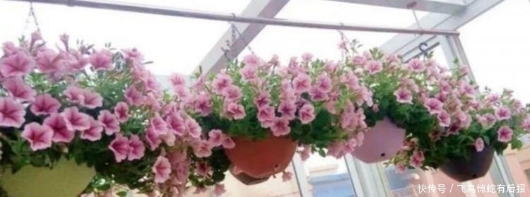 养花就养4种花,花开不断,好养易开花,花香四溢飘满屋,美爆了