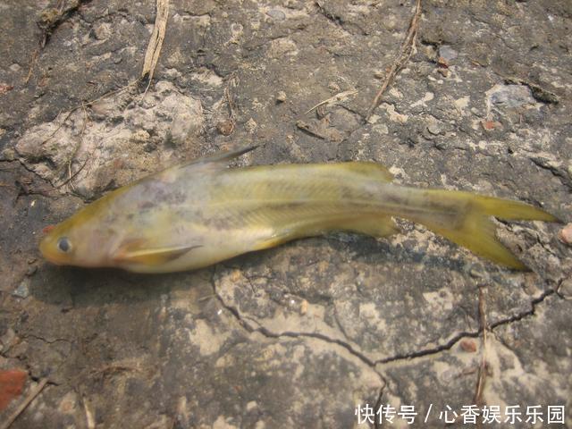 30多年前，我花一块钱买的钓鱼小册子，让我悟出了钓鱼的门道