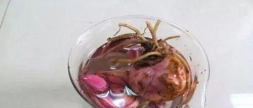 药片|过期小药片不要丢,尤其是这3种,用来养花,生根快开花多