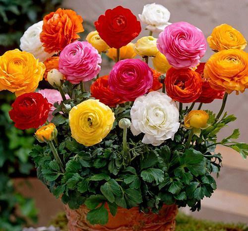 春天买花要谨慎，4种花“夏必死”，新手绕开走，别白花钱