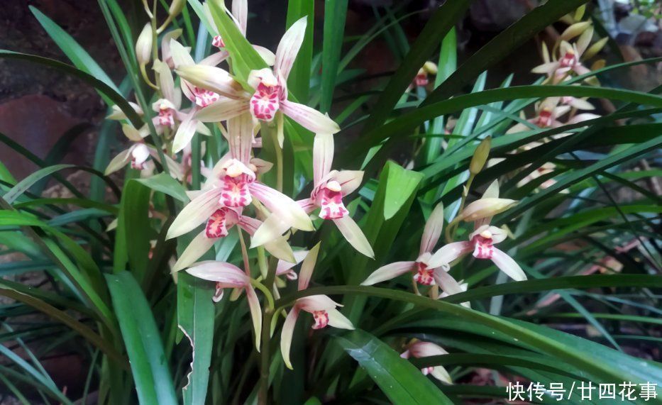 春兰|这花公认难养，冬天室内要注意，放外面冻20天，开花多又香