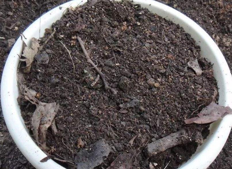 土壤|这些没人要的小东西，一遇上养花人，抢着带回家