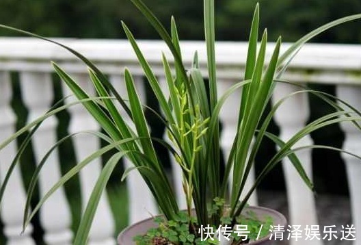 小萌新想让兰花更雅致，很简单，花农教你如何在盆面种植苔藓