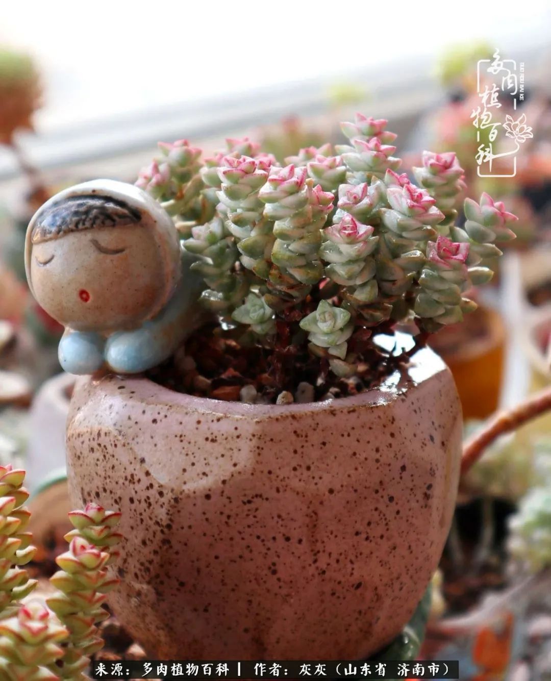 多肉植物|养多肉四年，铁打的盆盆流水的肉，无需多问，问就是喜欢！