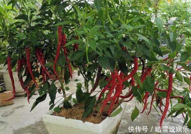 养分|阳台秋季种辣椒，简单1个小方法，来年长成盆景辣椒树，又结满了