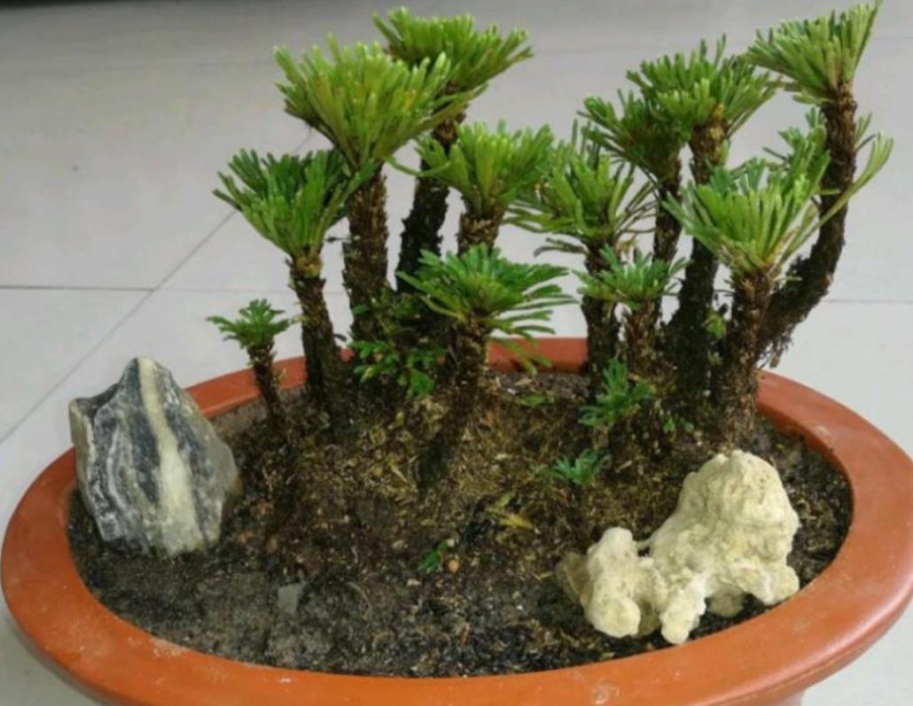 山上3种“植物”,做成小盆景,趣味盎然,观赏性强