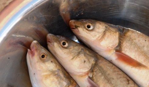 血脂|民间说“无鳞鱼勾旧病”，有道理吗？告诉你高血脂病人，如何吃鱼