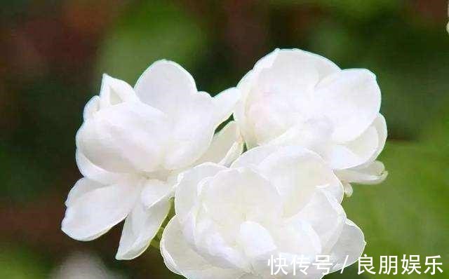 养护|茉莉花总是养不好,掌握几个养护技巧,植株生长速度快,花开不断