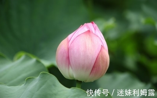 日子|步入7月下旬，4属相桃花朵朵，财源滚滚，日子美好幸福