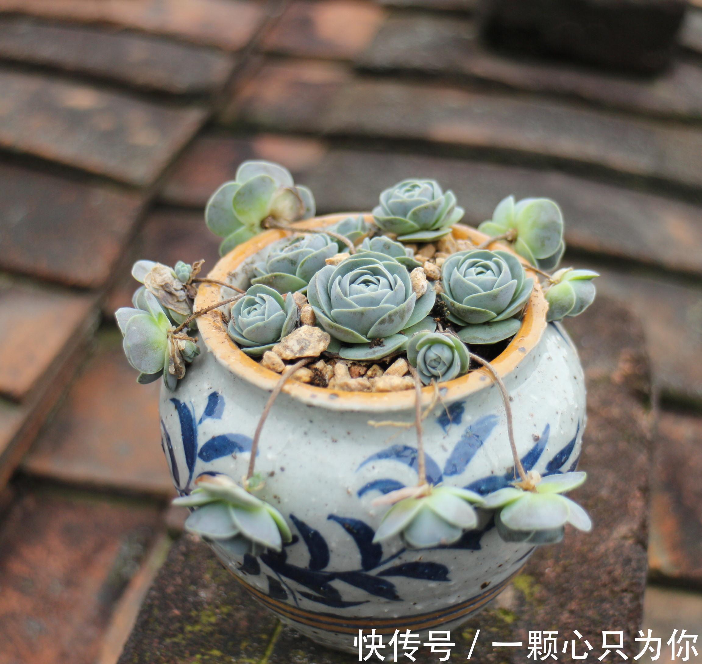 6种多肉不怕冻,越冷越好看,冻成“美肉”,冬天不养真亏