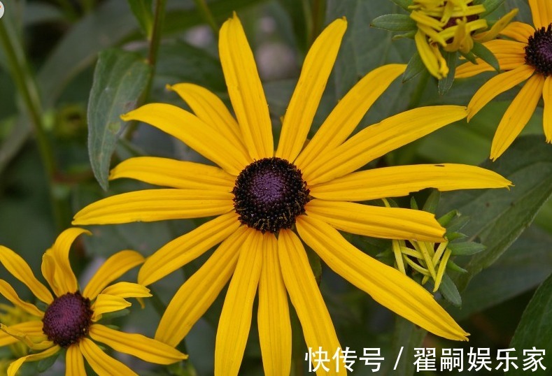 属相女|能够将好运势传递给丈夫和孩子的属相女，富裕安乐，越活越年轻