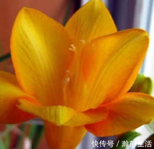 现在聪明人家里都养这种花,好看又容易养活,懒人的最爱