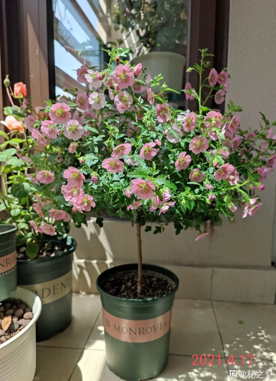 棒棒糖|从养花大神家，偷来3个爆花技巧，快学，24小时后删