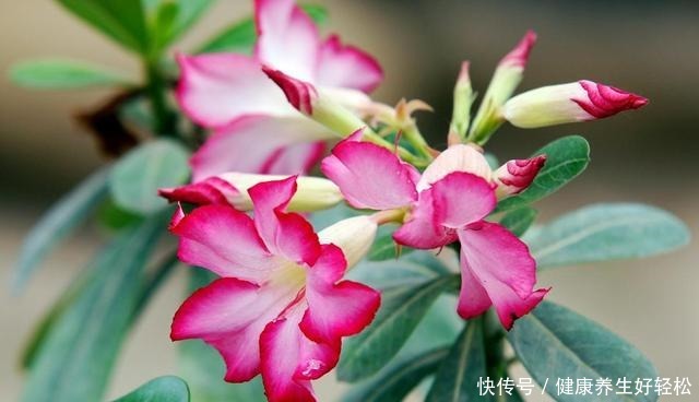 养7种花,浇水容易冻死,干养才是过冬的“法宝”!