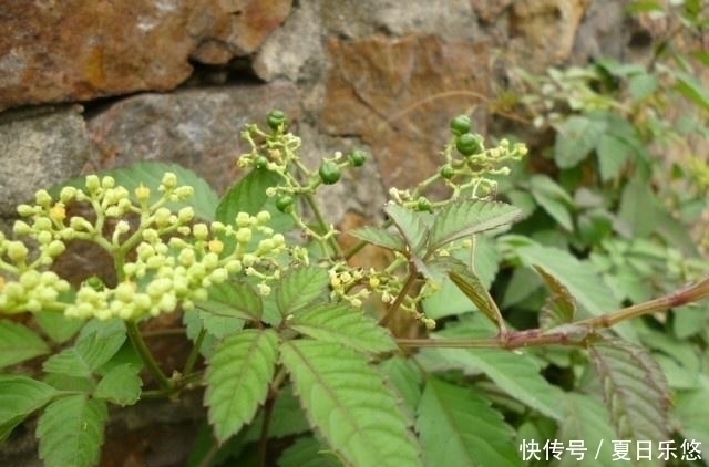 良药|人称“五爪龙”,过去拿来喂猪,却不知是野外救急良药,价值珍贵