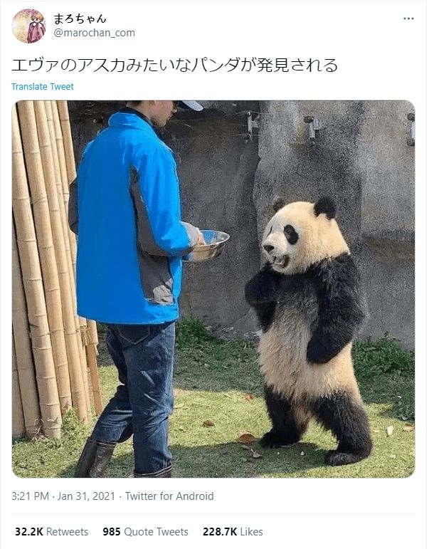 日本网友发现了究极像《EVA》里明日香的胖达！