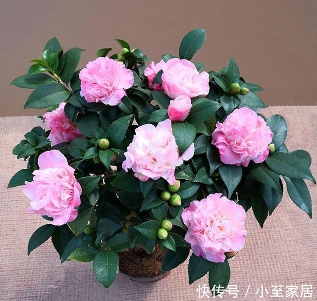 不干不浇|都说杜鹃、茶花难养,其实问题就三点,做好了常年长得好开花多