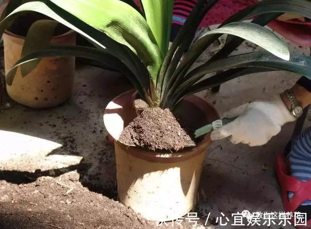 发酵|盆里埋几粒花生，叶子浓绿开花多，半年都不用施肥了！