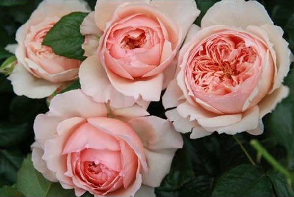 喜欢养花,不如养盆软枝黄蝉,好养又好看,一言不合就花开爆盆