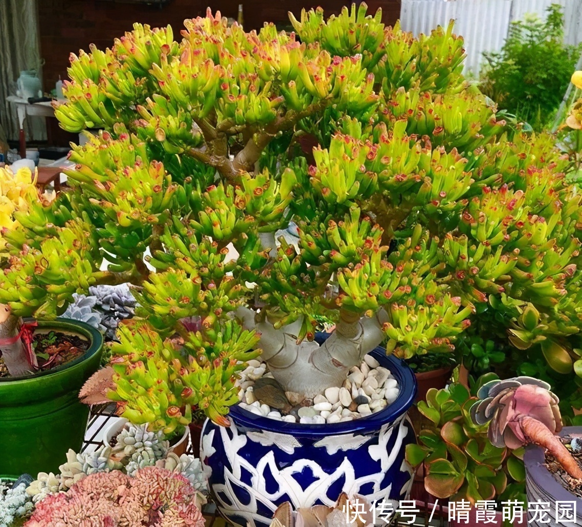 龙骨|5种“丑花”，寓意却大，富贵又威武，再丑也要养一盆