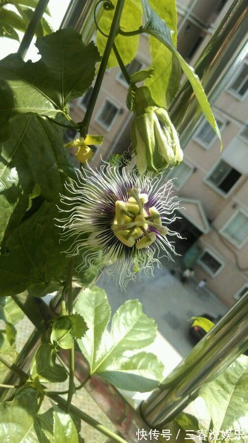 这种水果太好养,1粒种子就能爬满阳台,年年都有水果吃!