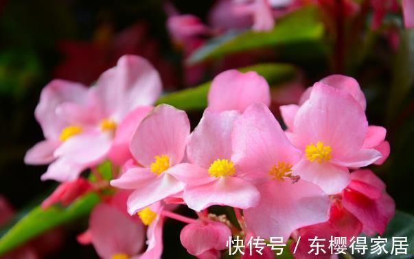 大花球|就算不小心枯了，也要重新养一盆的6种花，因为实在太优秀