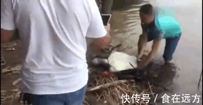 甲鱼|男子河边钓鱼, 接下来钓上来的一个庞然大物,让人直呼赚大了
