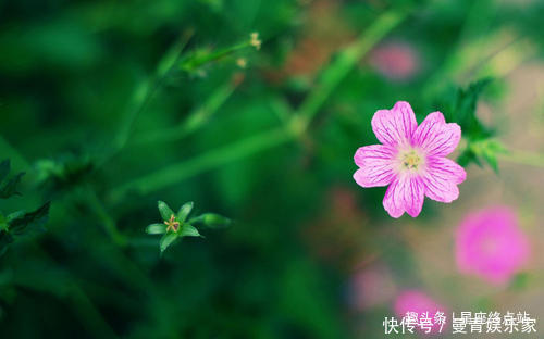 旺子|阴历哪个日子出生的女人，最有旺子女命，生的孩子有财又有福