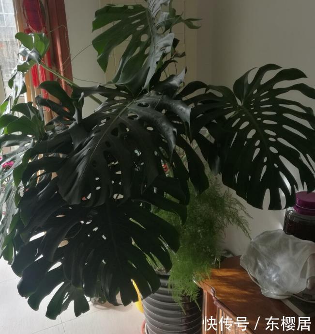 叶片|7种健康花,建议至少养一盆,格调高净化能力强,很实用