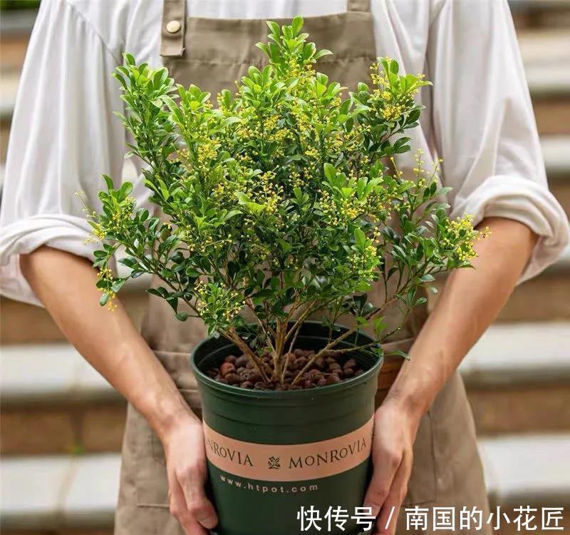 过冬|别看米兰开花小小的,冬天做好这几点,安全过冬开花多