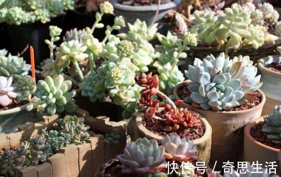 盆栽多肉植物,叶片不够圆润怎么办新手当多关注5个细节处理