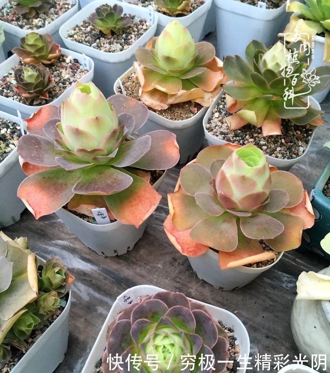 山地玫瑰的那些事儿关于养护过程中遇到的灵魂18问