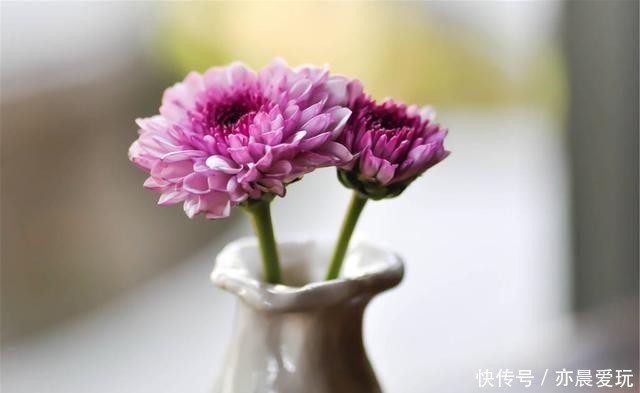 香喷喷|家里养盆“造香花”,香喷喷,省下买空气净化剂的钱