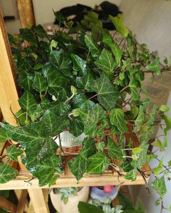 辛苦养的花，都让老公抽烟给“霍霍”了，真是没少吵架