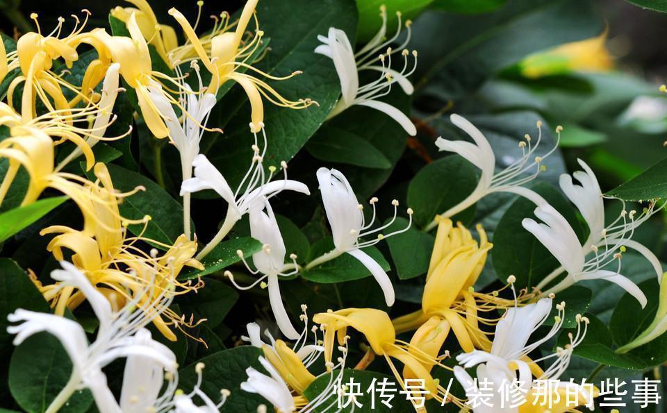 命里“多金”的5种花,寓意好又贵气,家里养一盆,带来好运气