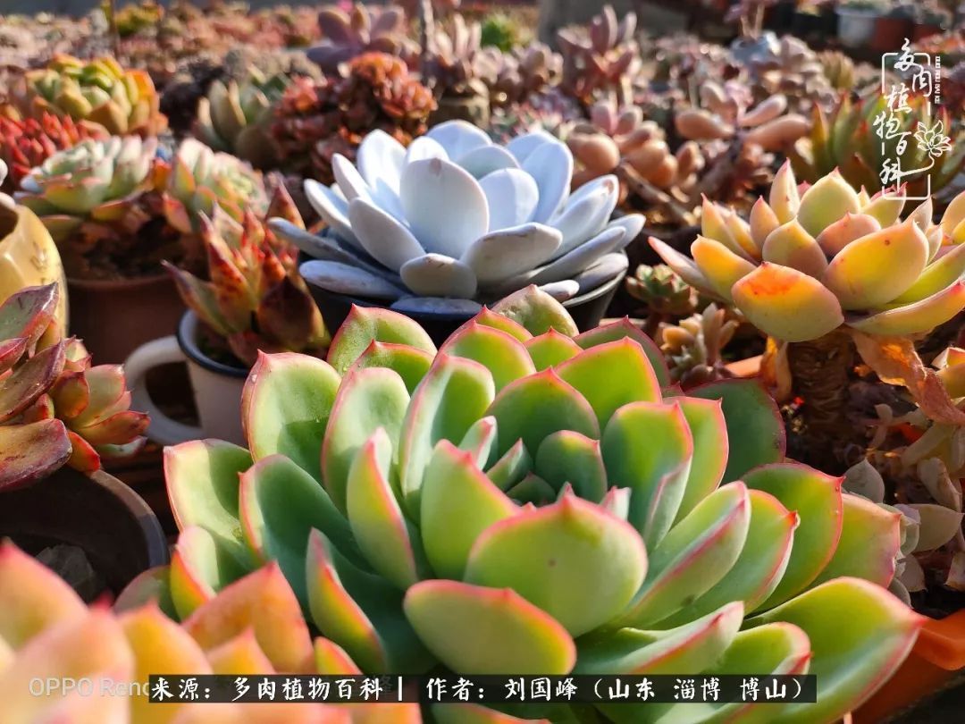 贵的不一定是对的，你的多肉究竟值多少钱附冬季养护攻略！