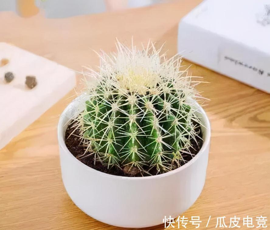 花市有大猫腻,新手养花总是挂,原因都在这里了