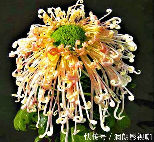 娇娘|喜欢菊花,就养盆“珍贵名菊”盘龙环球,似红艳娇娘,高冷秀丽