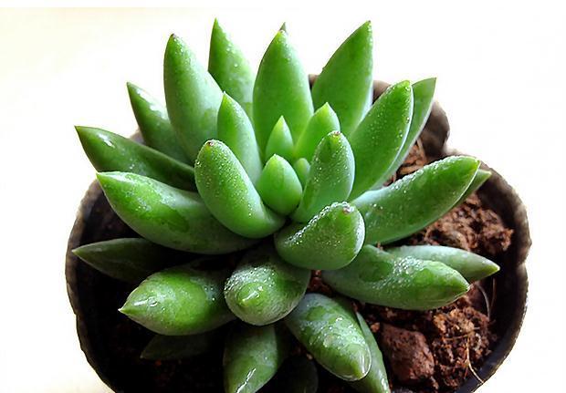 阳台|养花试试这几款,最好挂在阳台上,树枝像瀑布一样垂下