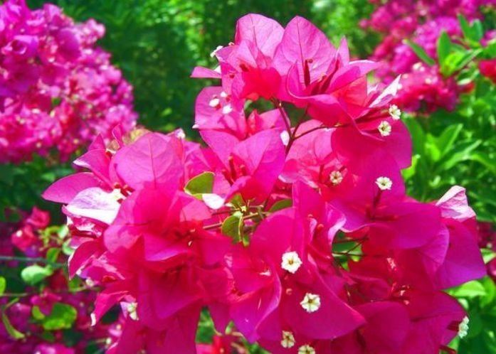 养花就选4种，沾土就活，给点阳光就灿烂，开花不断！