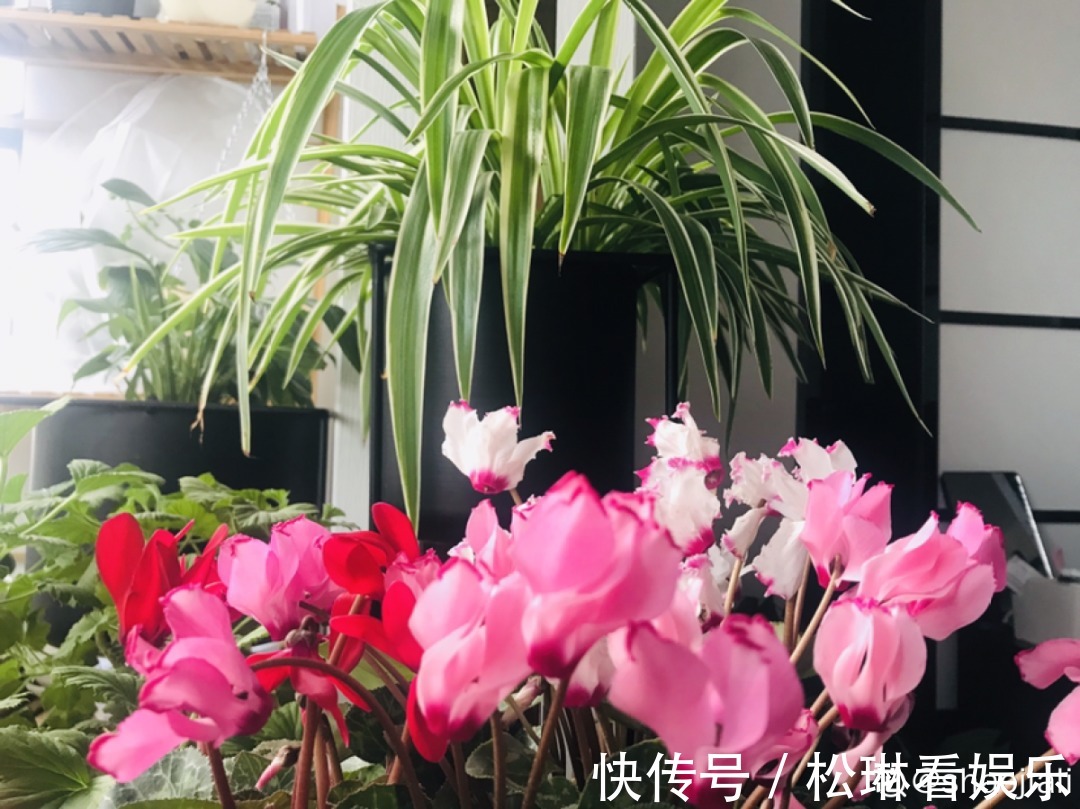 休眠|家里有这7种花,少浇水、不能晒,天热要休眠!