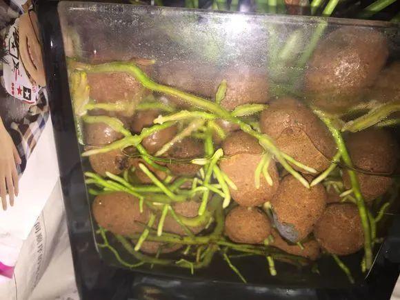 茉莉花扦插有机关,砍这一段枝条,插土里3天就活!