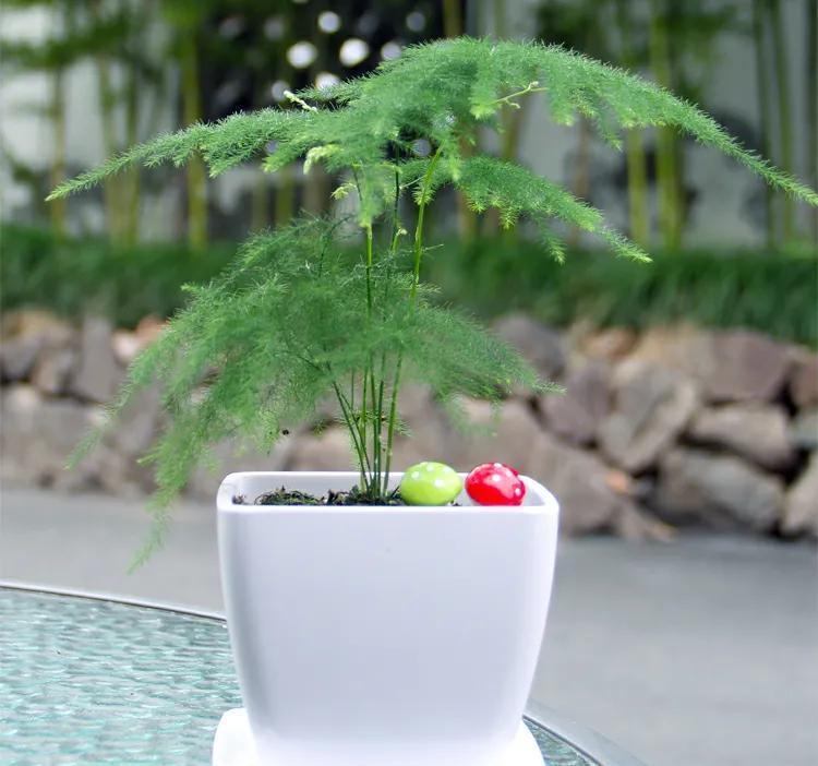 文竹叶片容易干枯,五个坑避不开,长成一盆杂草,别不当回事