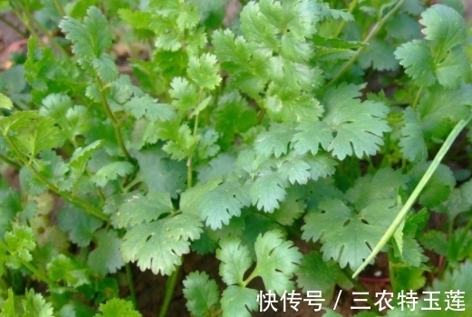 配料|味道奇特的“它”，还是备受重视的配料，价格比普通青菜更高