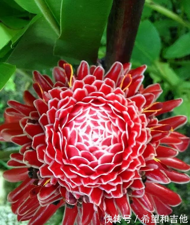 量天尺|霸气“镇宅花”,就选这6种,家里养一棵,子子孙孙,贵人辈出