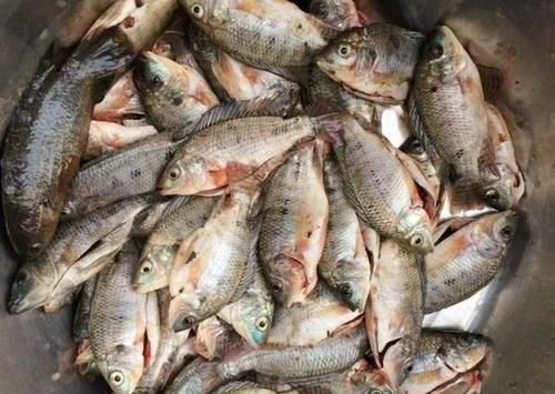 名字|“它”被误认为鲫鱼,2元一条路人争着买,听到名字后,大家都扔了