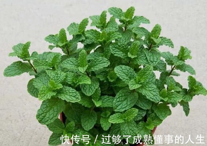 4种花养在家里,一整年都有好运气,日子红火财运滚滚,好看极了